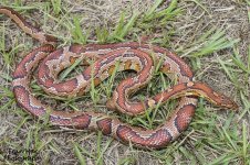 cornsnakes and serena 069resized.jpg