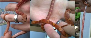 red corn snake 4.jpg