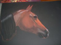 Horses 004_800.jpg