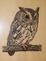 Screech Owl - pen and ink - 94.jpg