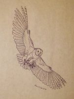 Barn Owl - pen and ink - 95.jpg