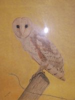 Barn Owl - colored pencil with pastel - 91.jpg