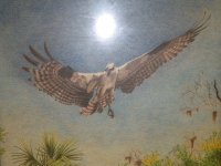 Osprey - colored pencil - 95.jpg