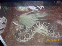 E. Diamondback.jpg