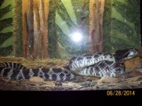 Southern Pacific Rattlesnake.jpg