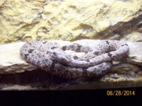 Rock Rattlesnake.jpg