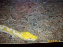 Albino Retic.jpg