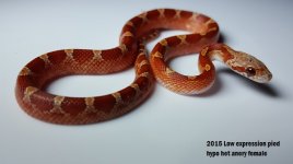 15 low pied hypo female Right.jpg