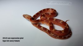 15 Low pied hypo female Left.jpg