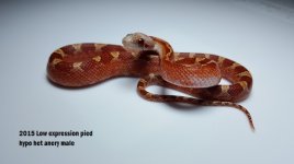 15 low pied hypo male Left.jpg