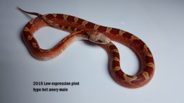 15 Low pied hypo male Right.jpg