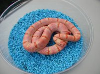 albinotropicalpinkpastelkingsnake.jpg