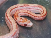 068 Ultramel Stripe het anery - M - 8-13-12 - close up - A.jpg