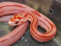 073 Ultramel Stripe het anery - F - 8-13-12 - close up - A.jpg