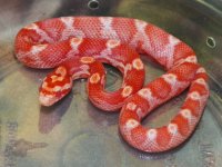 069 Amel Motley het anery stripe - F - 8-13-12 - B.jpg