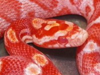 069 Amel Motley het anery stripe - F - 8-13-12 - close up - C.jpg