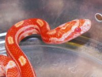 066 Amel Motley het anery stripe - M - 8-13-12 - close up - A.jpg