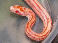 065 Amel Stripe het anery - M - 8-13-12 -close up - A.jpg