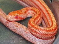 072 Amel Stripe het anery - M - 8-13-12 - close up - A.jpg