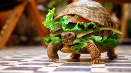 288-funny-turtle-wallpaper3.jpg