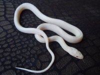 avalanche stripe male corn snake.jpg