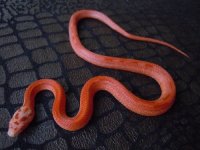 fire stripe male corn snake possible het hypo lavender.jpg