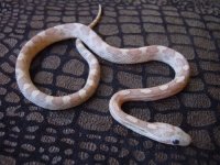 lavender het diffused bloodred hypo motley female corn snake.jpg