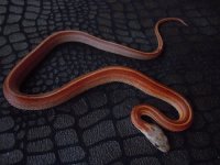 tessera motley stripe het caramel diffused hypo possible het cinder.jpg