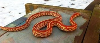 snakes jan 20141 044.jpg