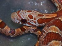 046 hypo het diffuse Sunkissed - M - 9-26-11 - close up - B.jpg