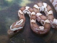 159 ghost poss het Sunkissed - F - 9-12 - close up.jpg