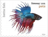 betta__1472882791_52631.jpg