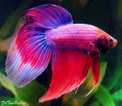 cambodian_betta_male_120217b6_w0640__1472882881_17396.jpg