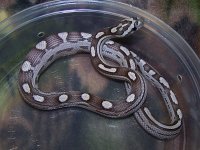 014 anery motley het dilute caramel stripe - F - 8-24-11 - B.jpg