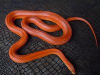 bloodred motley stripe het anery corn snake adult female possible het caramel charcoal hypo lave.jpg