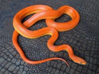 hypo stripe het or homo diffused bloodred corn snake male possible het hypo & lavender for sale.jpg