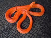 fire stripe corn snake male possible het hypo & lavender for sale.jpg