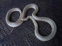 granite motley stripe corn snake adult female possible het caramel charcoal hypo lavender for sa.jpg