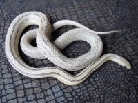 anery stripe het amel diffused bloodred hypo corn snake adult female for sale.jpg