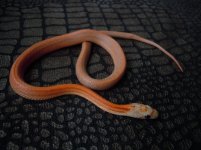 presumed hypo stripe tessera corn snake.jpg