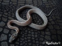 cinder motley tessera corn snake.jpg