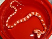 Baby A Fire First Shed-19.jpg