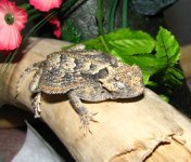 FJ - Horned Toad 01-24-12 -1.jpg