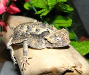 FJ - Horned Toad 01-24-12 -2.jpg