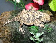 FJ - Horned Toad 01-24-12 -4.jpg