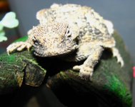 FJ - Horned Toad 01-24-12 -6.jpg