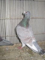 pigeons 011.jpg