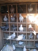 pigeons 014.jpg