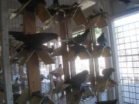pigeons 016.jpg