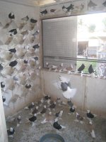pigeons 027.jpg